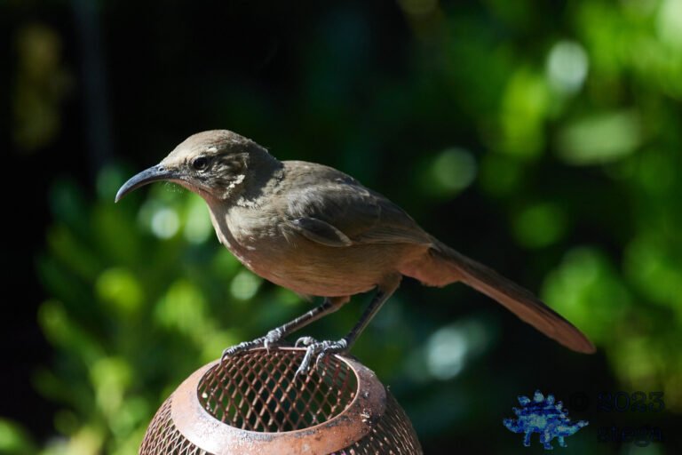 California Thrasher