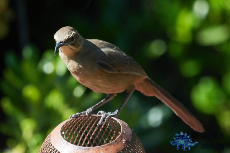 California Thrasher