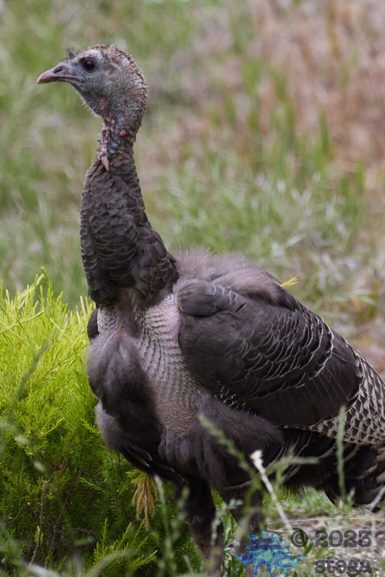 Wild Turkey
