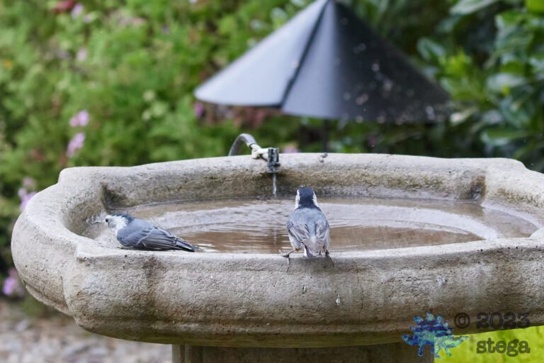 White Breasted Nuthatches