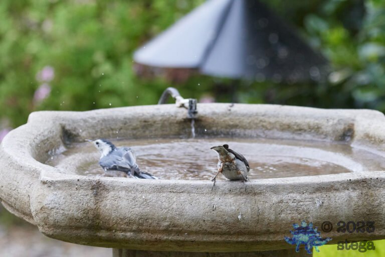 White Breasted Nuthatches