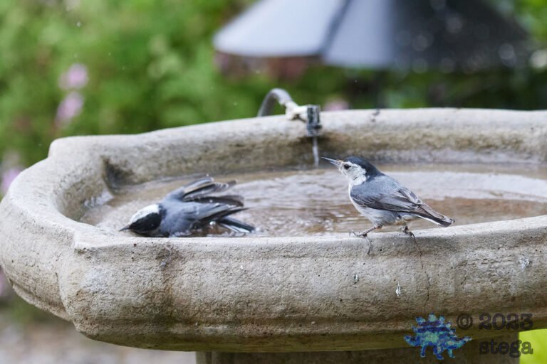 White Breasted Nuthatches