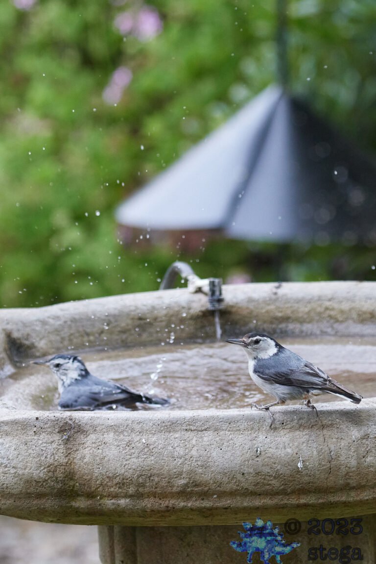 White Breasted Nuthatches