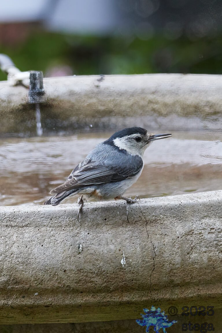 White Breasted Nuthatch