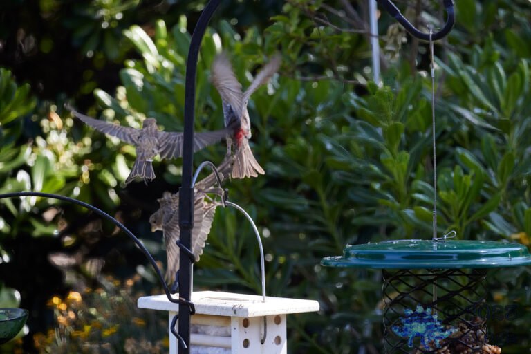 House Finch