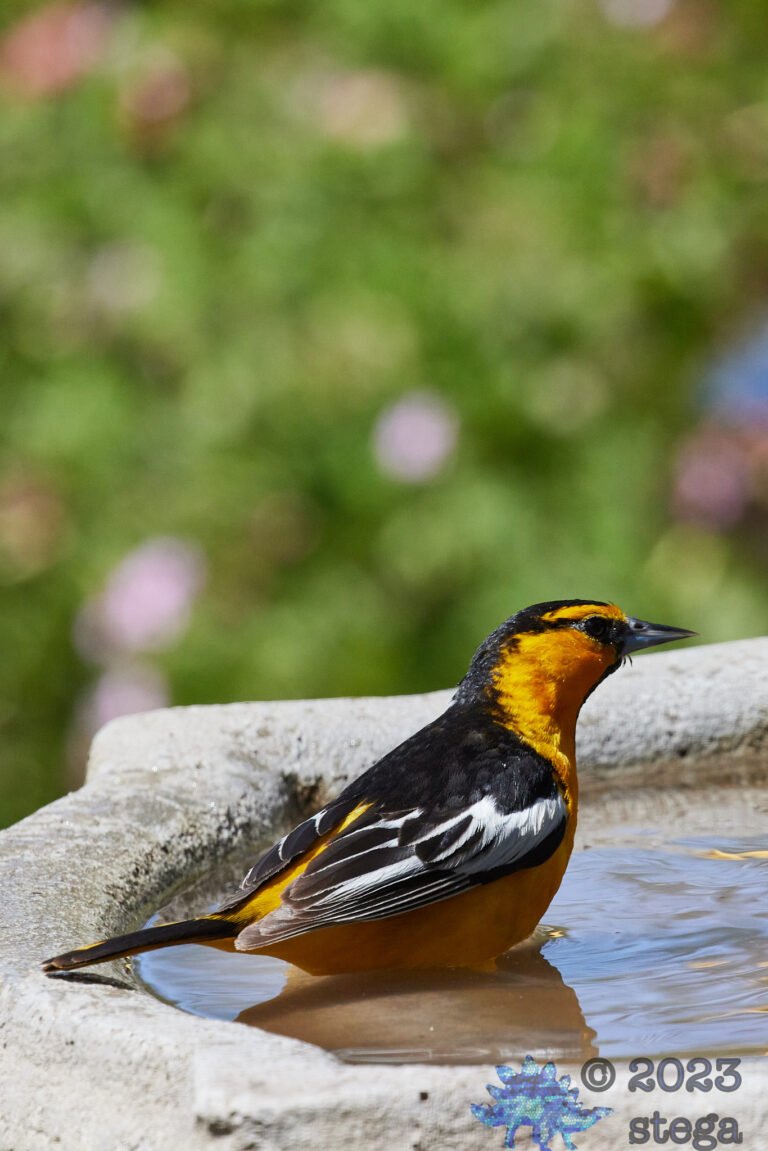 Bullock’s Oriole