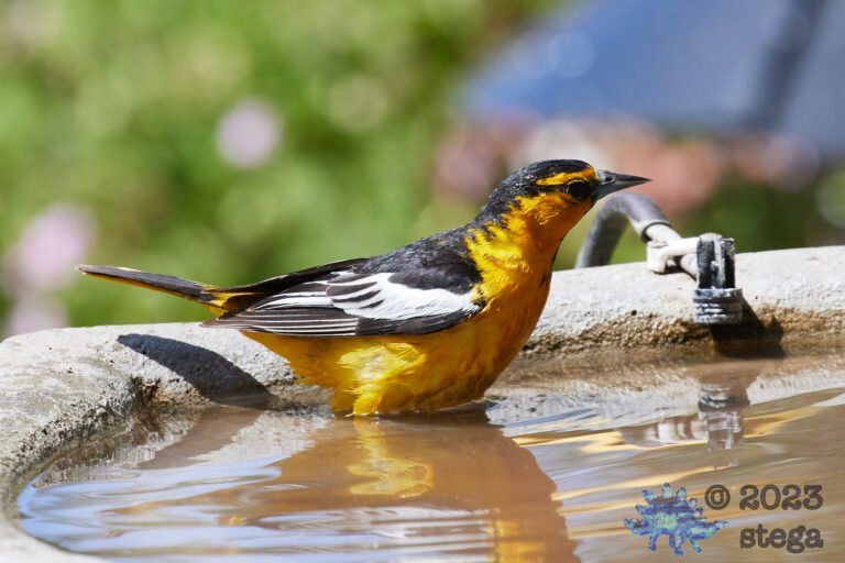 Bullock’s Oriole