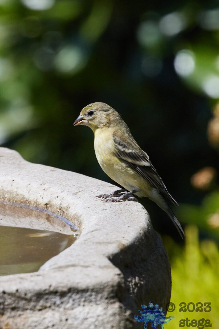 Lesser Goldfinch