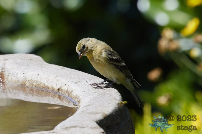 Lesser Goldfinch