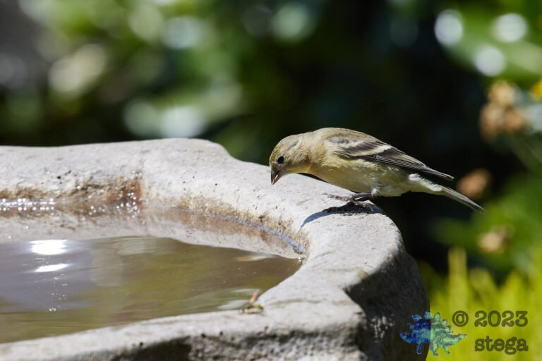 Lesser Goldfinch
