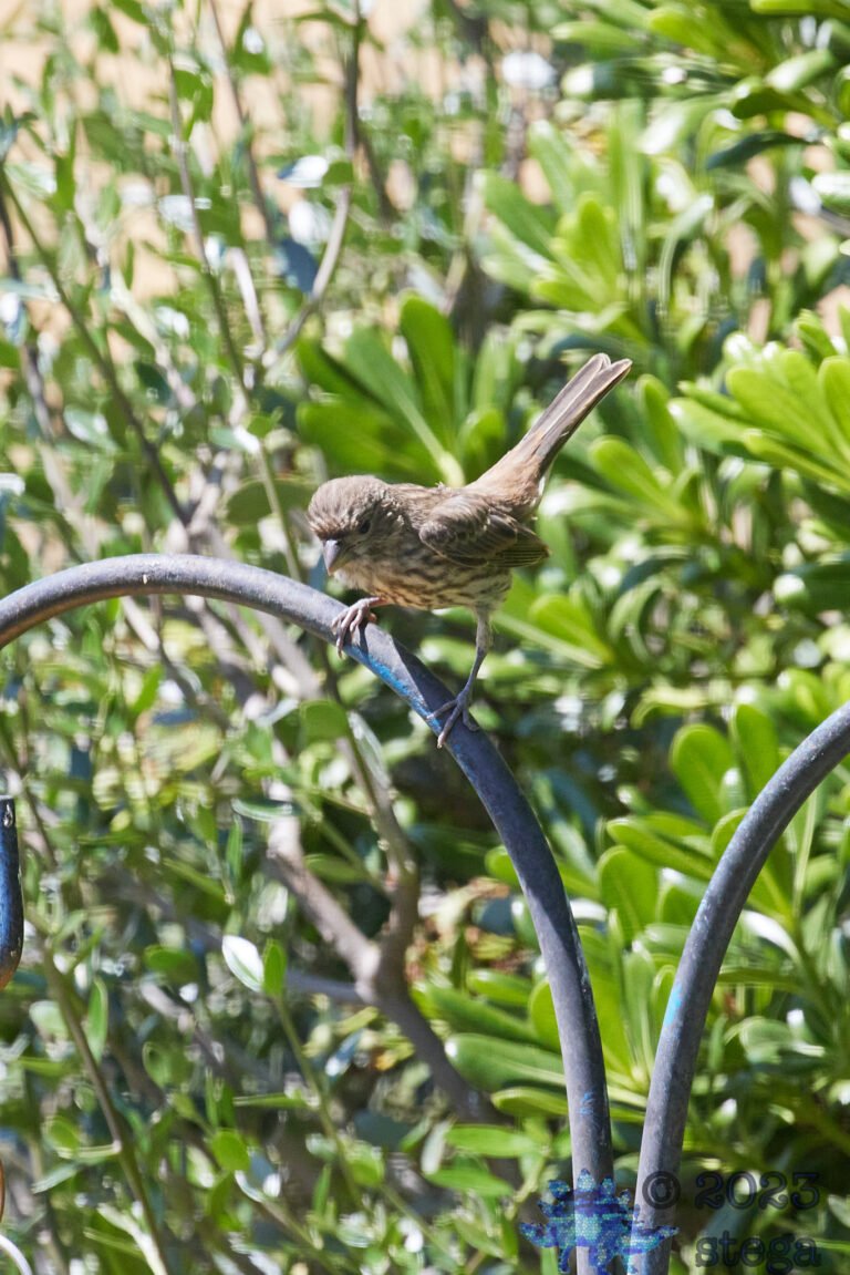 House Finch