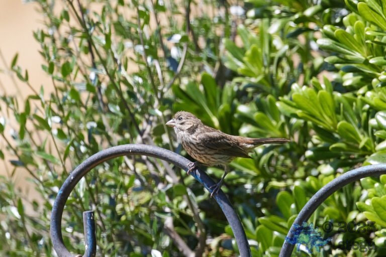 House Finch