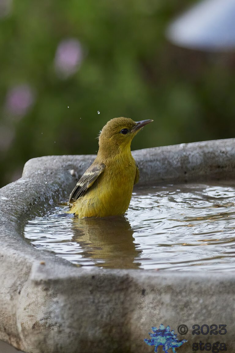 Hooded Oriole