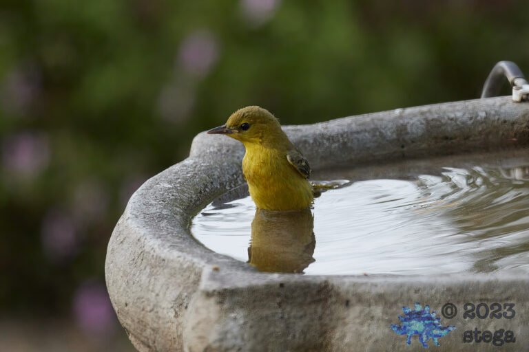 Hooded Oriole