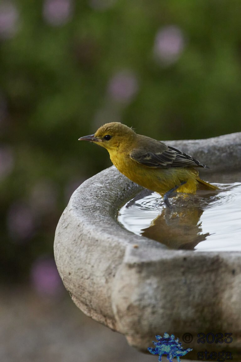 Hooded Oriole