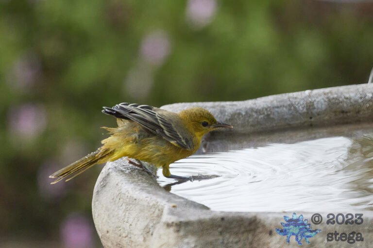 Hooded Oriole