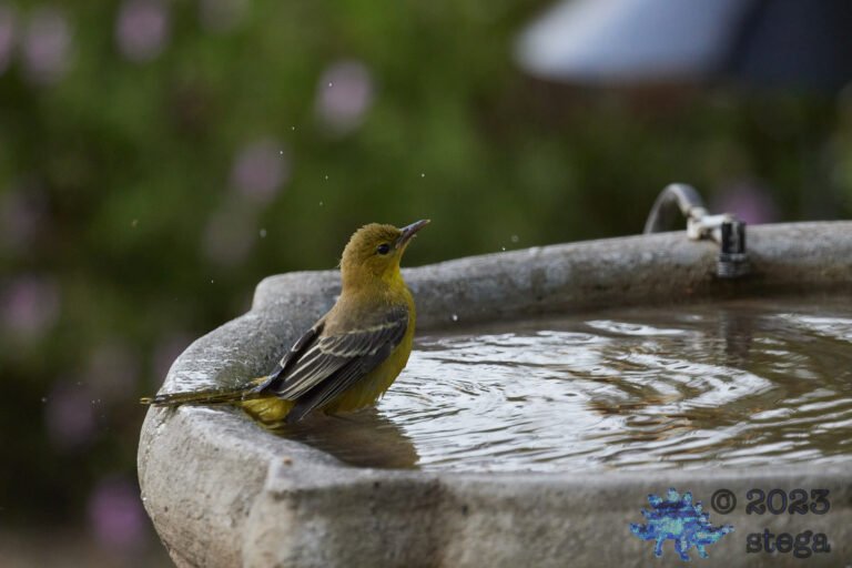 Hooded Oriole