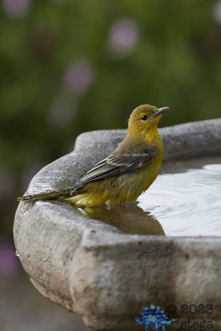 Hooded Oriole