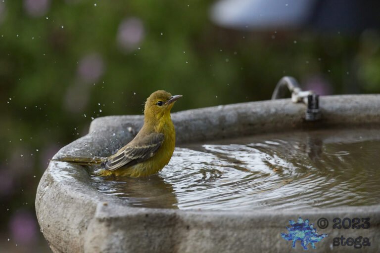 Hooded Oriole