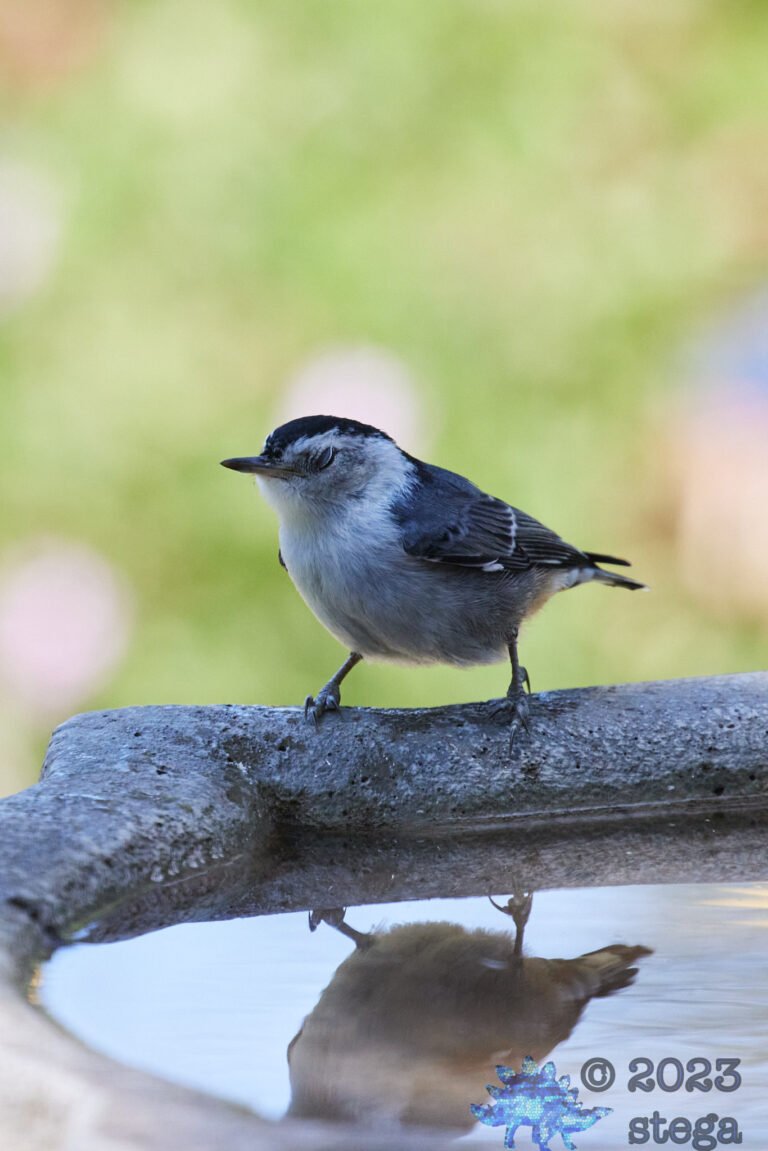 White Breasted Nuthatch