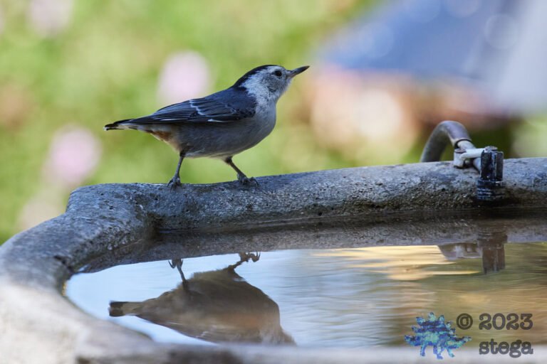 White Breasted Nuthatch
