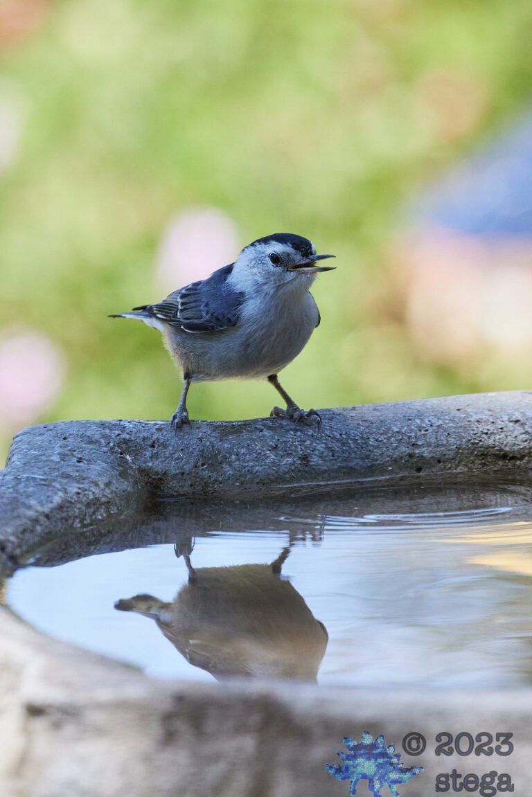 White Breasted Nuthatch