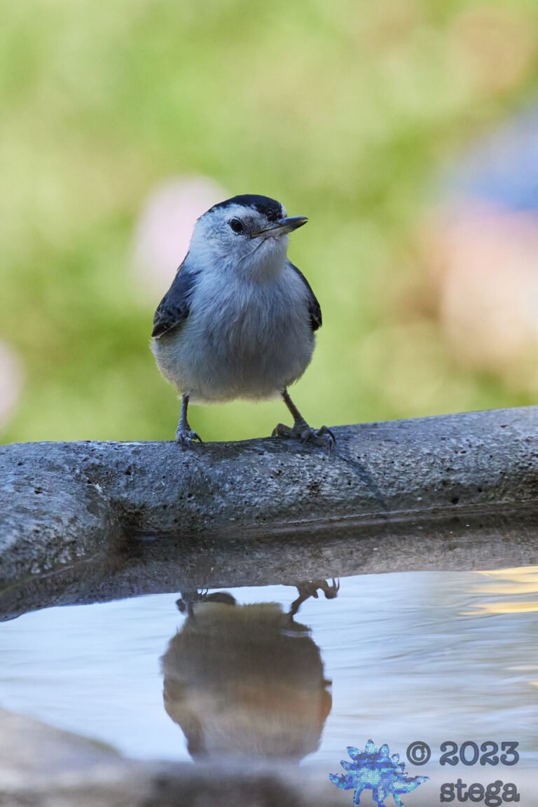 White Breasted Nuthatch