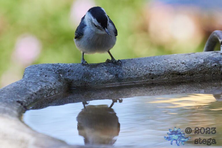 White Breasted Nuthatch