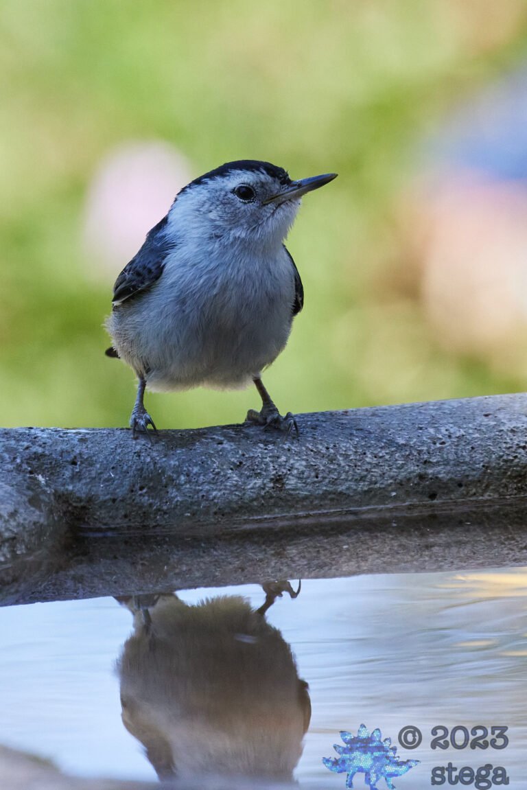 White Breasted Nuthatch