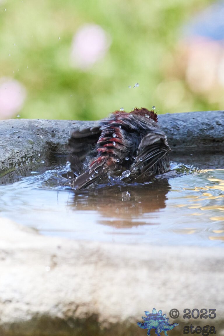 House Finch