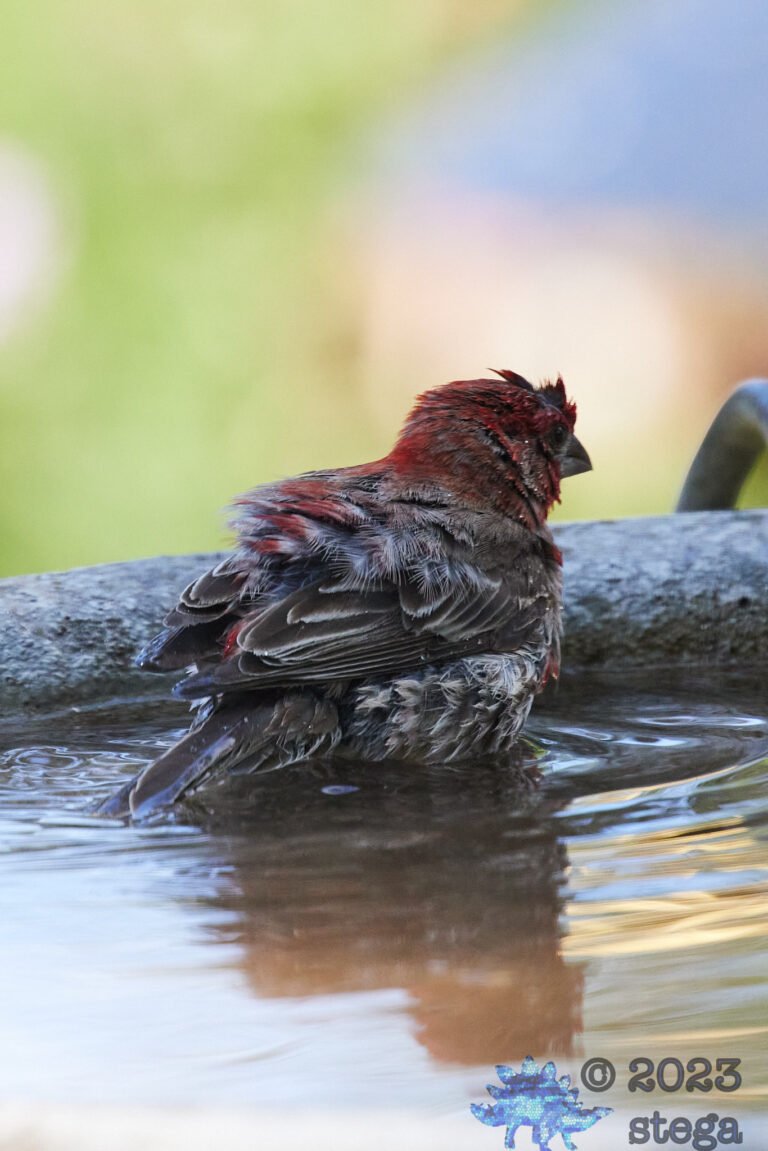 House Finch