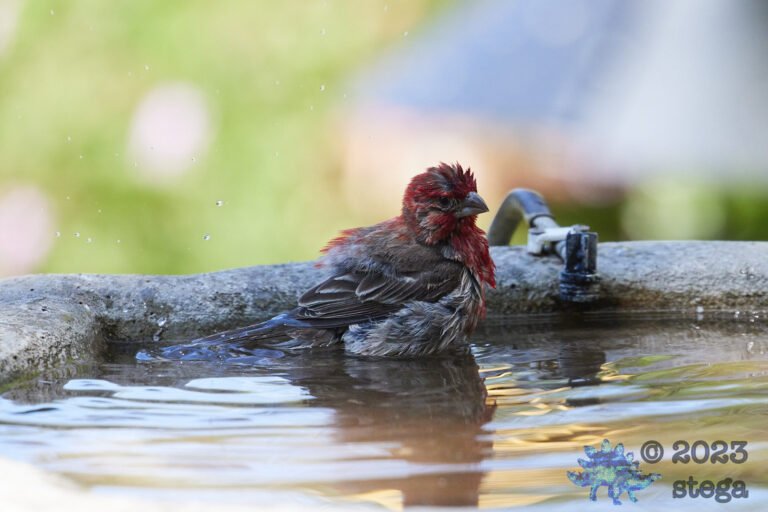 House Finch