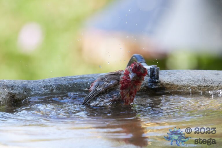 House Finch