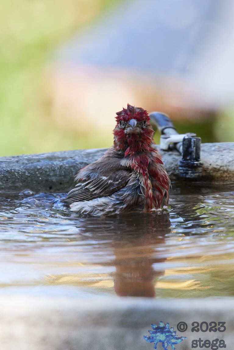 House Finch