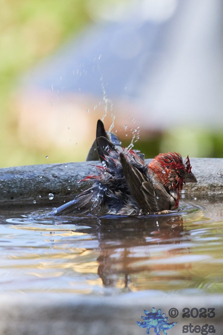 House Finch