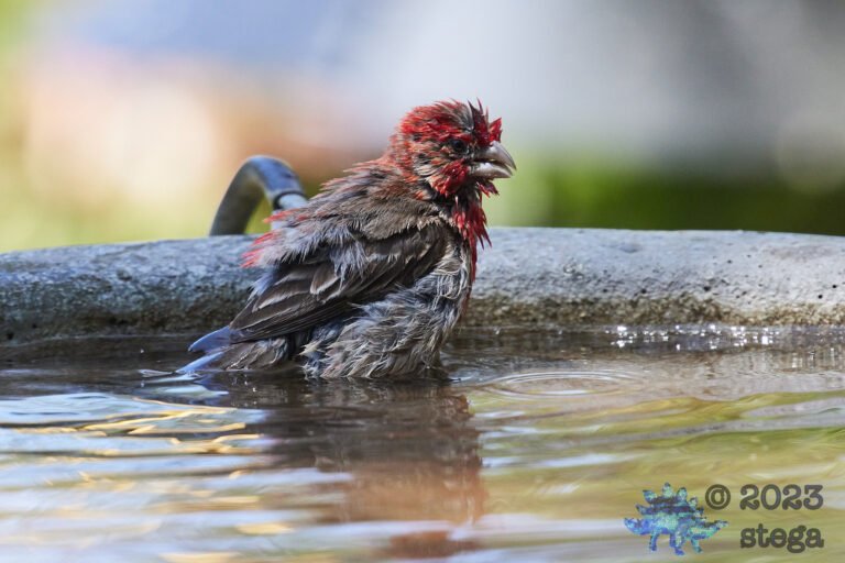 House Finch