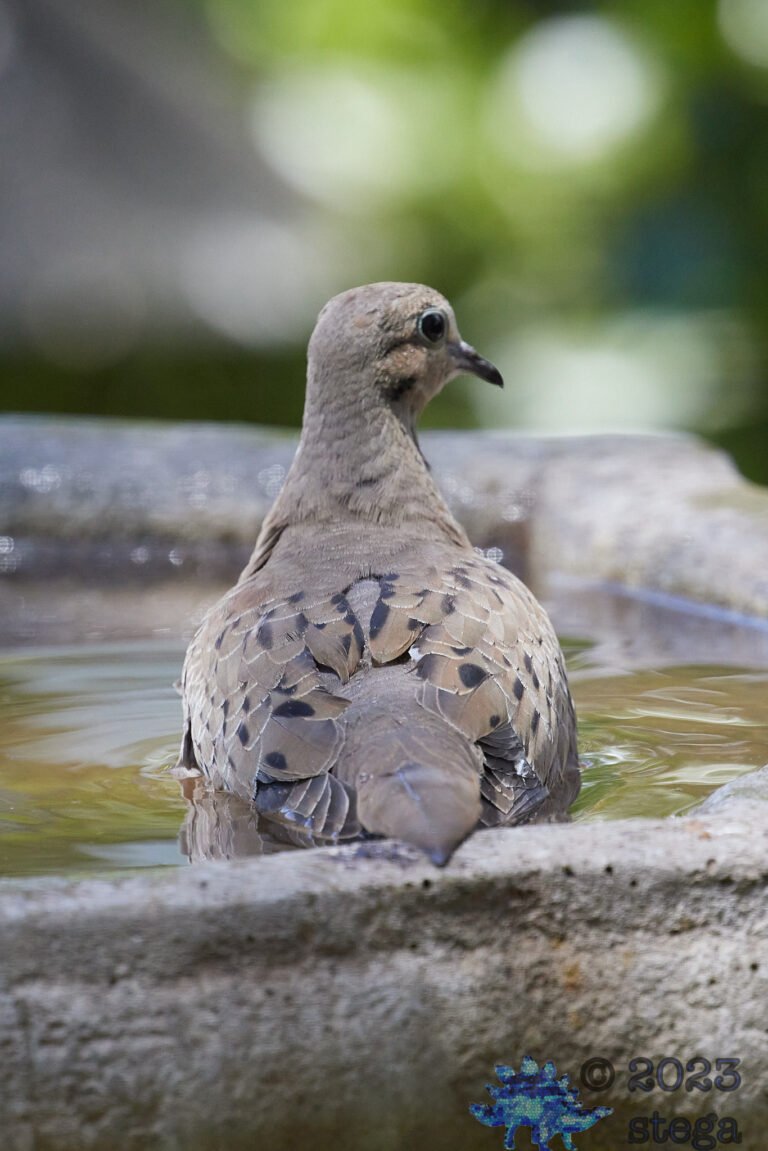 Mourning Dove