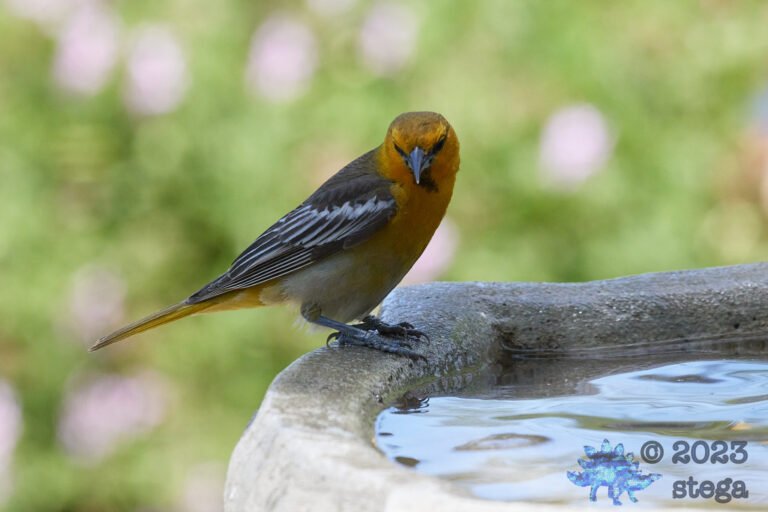 Bullock’s Oriole