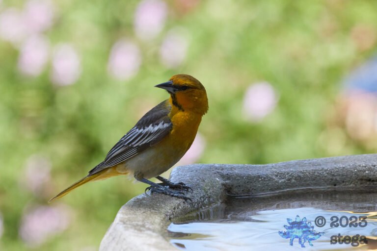 Bullock’s Oriole