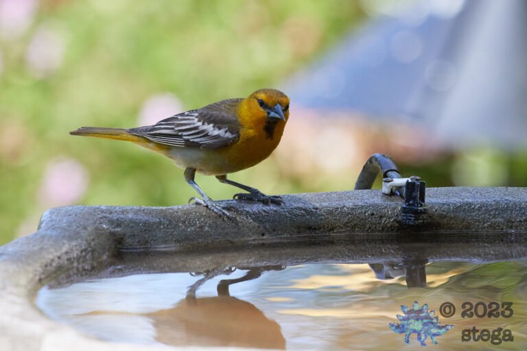 Bullock’s Oriole