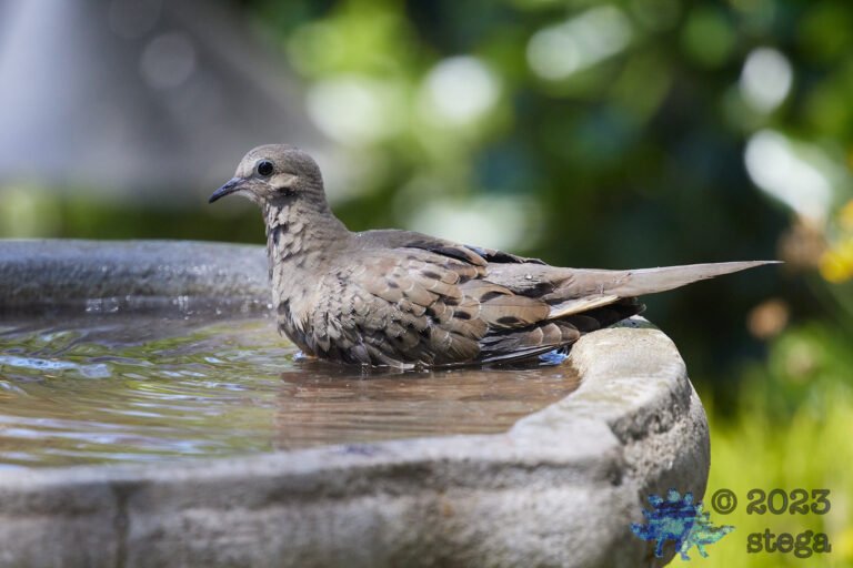Mourning Dove