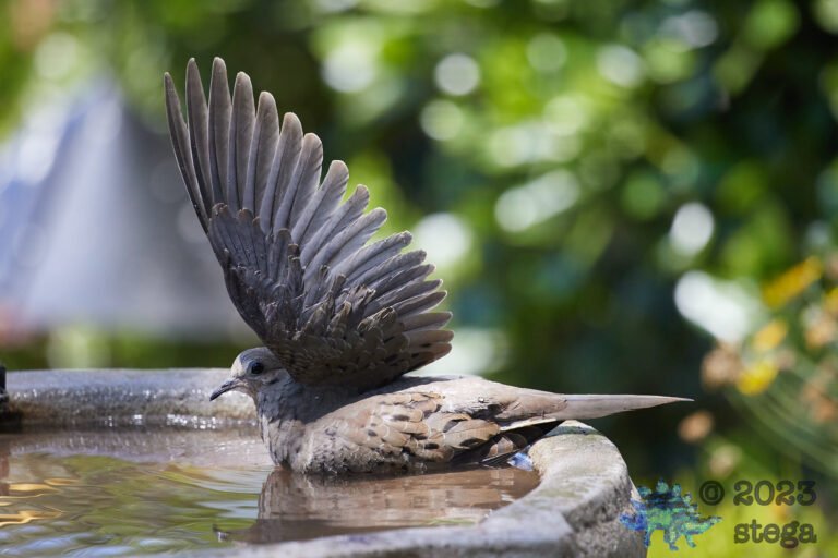 Mourning Dove