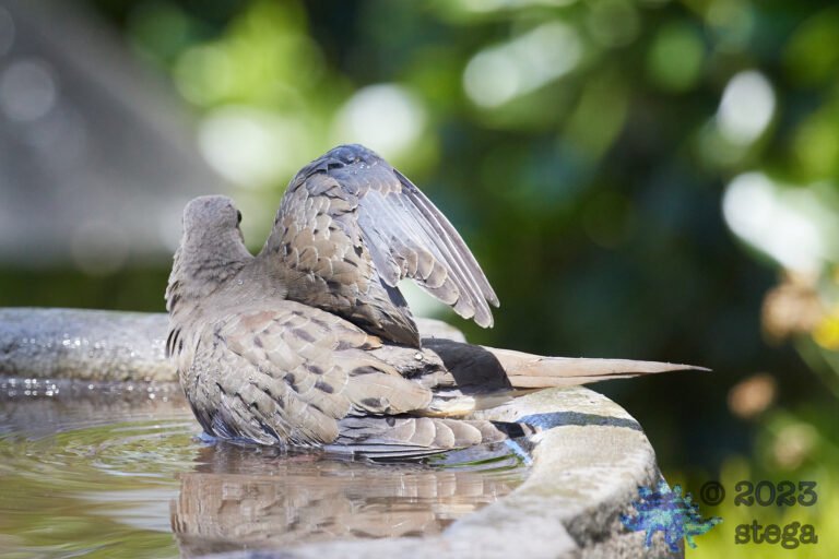 Mourning Dove