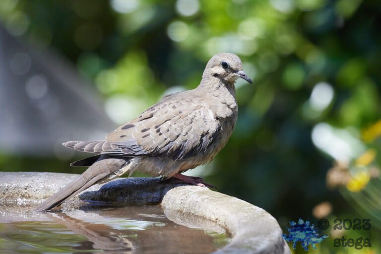 Mourning Dove