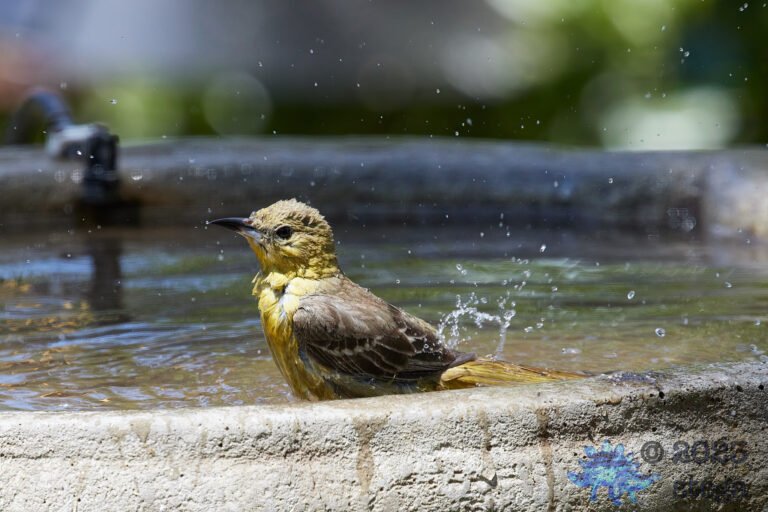 Hooded Oriole