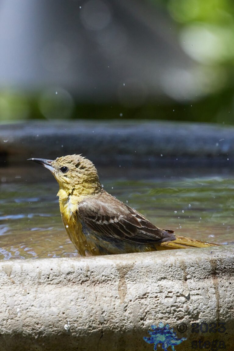 Hooded Oriole
