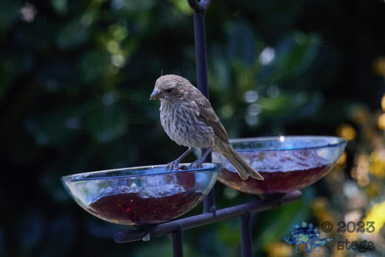 House Finch