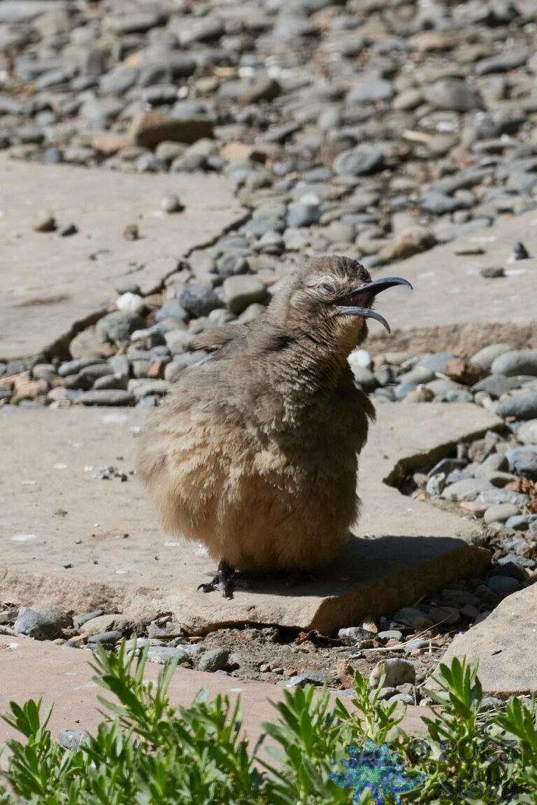 California Thrasher