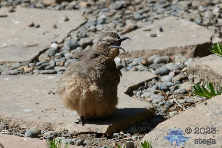 California Thrasher
