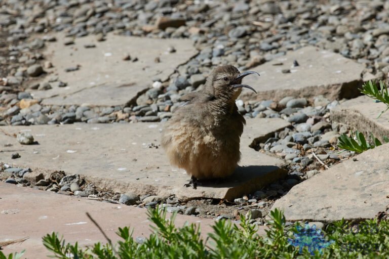 California Thrasher